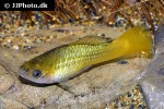 xiphophorus variatus xiphophorus variatus