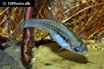 xiphophorus variatus xiphophorus variatus