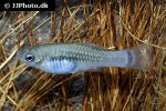 xiphophorus variatus xiphophorus variatus