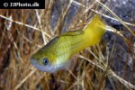 xiphophorus variatus xiphophorus variatus