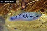 xiphophorus variatus xiphophorus variatus
