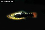 xiphophorus variatus xiphophorus variatus