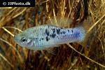 xiphophorus variatus xiphophorus variatus