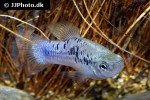 xiphophorus variatus xiphophorus variatus