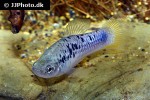 xiphophorus variatus xiphophorus variatus