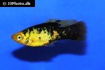 xiphophorus variatus xiphophorus variatus