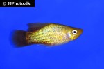 xiphophorus variatus xiphophorus variatus