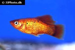 xiphophorus variatus xiphophorus variatus