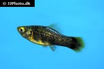 xiphophorus variatus xiphophorus variatus