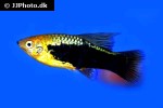 xiphophorus variatus xiphophorus variatus
