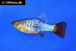 xiphophorus variatus xiphophorus variatus