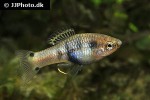xiphophorus xiphidium xiphophorus xiphidium