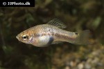xiphophorus xiphidium xiphophorus xiphidium