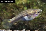 xiphophorus xiphidium xiphophorus xiphidium