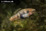 xiphophorus xiphidium xiphophorus xiphidium
