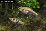 xiphophorus xiphidium xiphophorus xiphidium