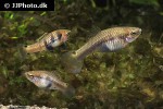 xiphophorus xiphidium xiphophorus xiphidium