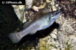 allodontichthys polylepis allodontichthys polylepis