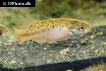 allotoca goslinei allotoca goslinei
