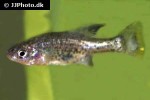 ameca splendens ameca splendens