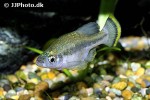 ameca splendens ameca splendens