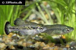 ameca splendens ameca splendens