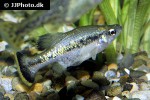 ameca splendens ameca splendens