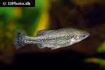 ameca splendens ameca splendens