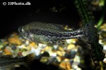 ameca splendens ameca splendens