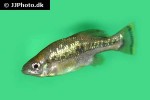 ameca splendens ameca splendens