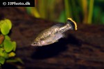 ameca splendens ameca splendens