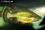 ameca splendens ameca splendens