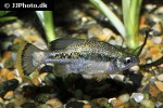 ameca splendens ameca splendens
