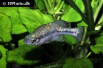 ameca splendens ameca splendens