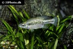 ameca splendens ameca splendens