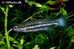 ataeniobius toweri ataeniobius toweri