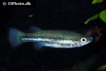 ataeniobius toweri ataeniobius toweri