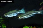 ataeniobius toweri ataeniobius toweri