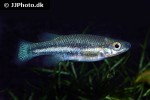 ataeniobius toweri ataeniobius toweri