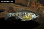 chapalichthys encaustus chapalichthys encaustus