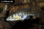 chapalichthys encaustus chapalichthys encaustus