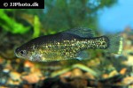 chapalichthys pardalis chapalichthys pardalis
