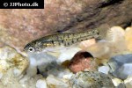 chapalichthys pardalis chapalichthys pardalis