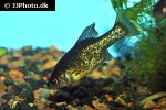 chapalichthys pardalis chapalichthys pardalis