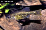 chapalichthys pardalis chapalichthys pardalis