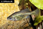 chapalichthys pardalis chapalichthys pardalis