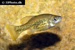chapalichthys pardalis chapalichthys pardalis