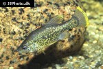 chapalichthys pardalis chapalichthys pardalis