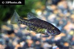 chapalichthys pardalis chapalichthys pardalis