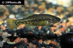 chapalichthys pardalis chapalichthys pardalis